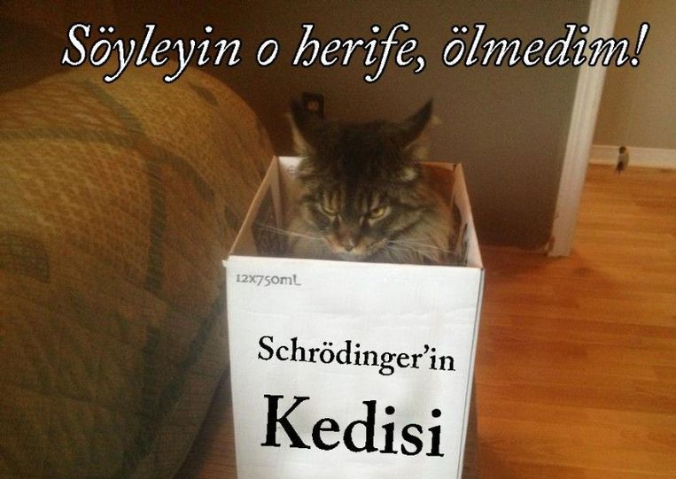 CAT2.jpg